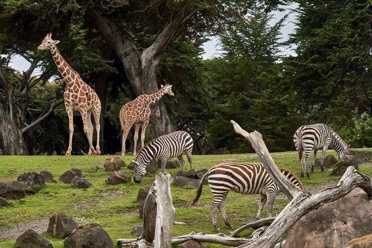A group of zebras and giraffes in a field